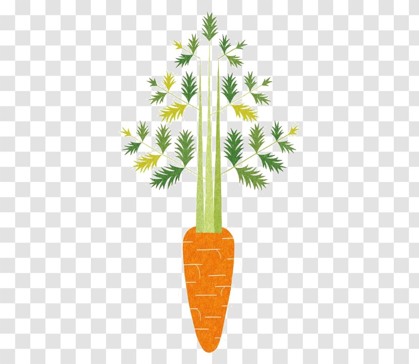 Oisix CRAZY For VEGGY Food Illustrator Vegetable Illustration - Fruit - Carrot Transparent PNG