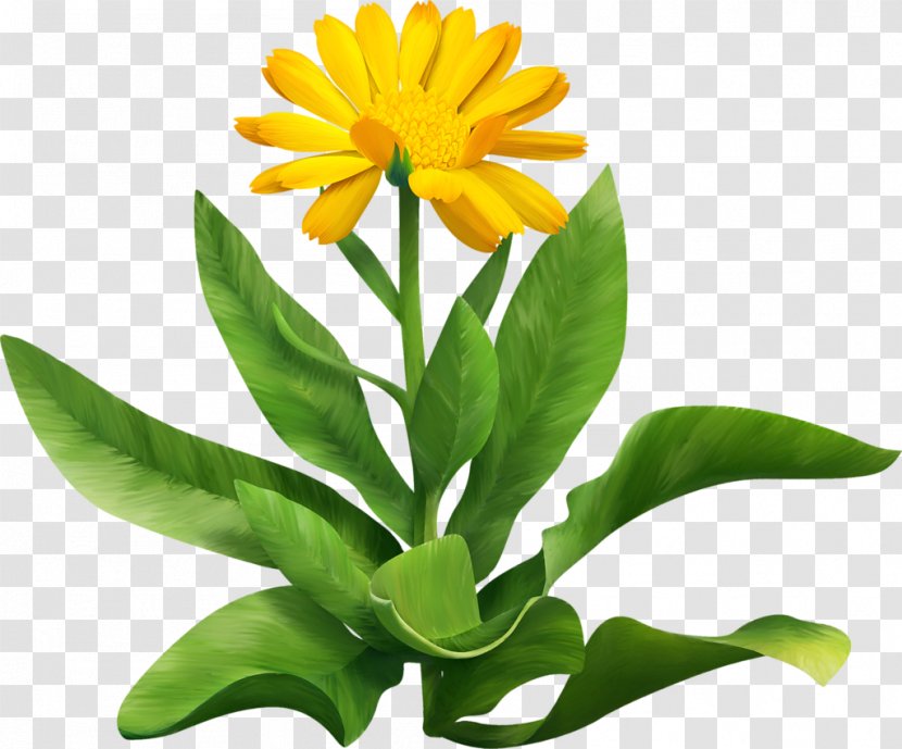 Flower Common Daisy Petal Clip Art - Flowering Plant Transparent PNG