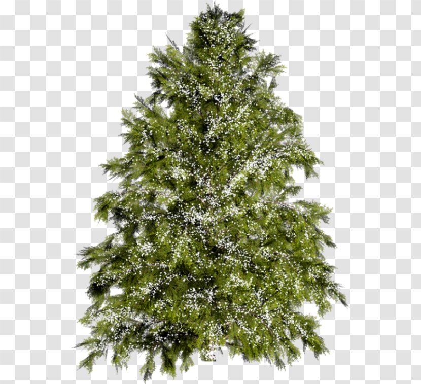 Light Christmas Tree Pine Farm Transparent PNG