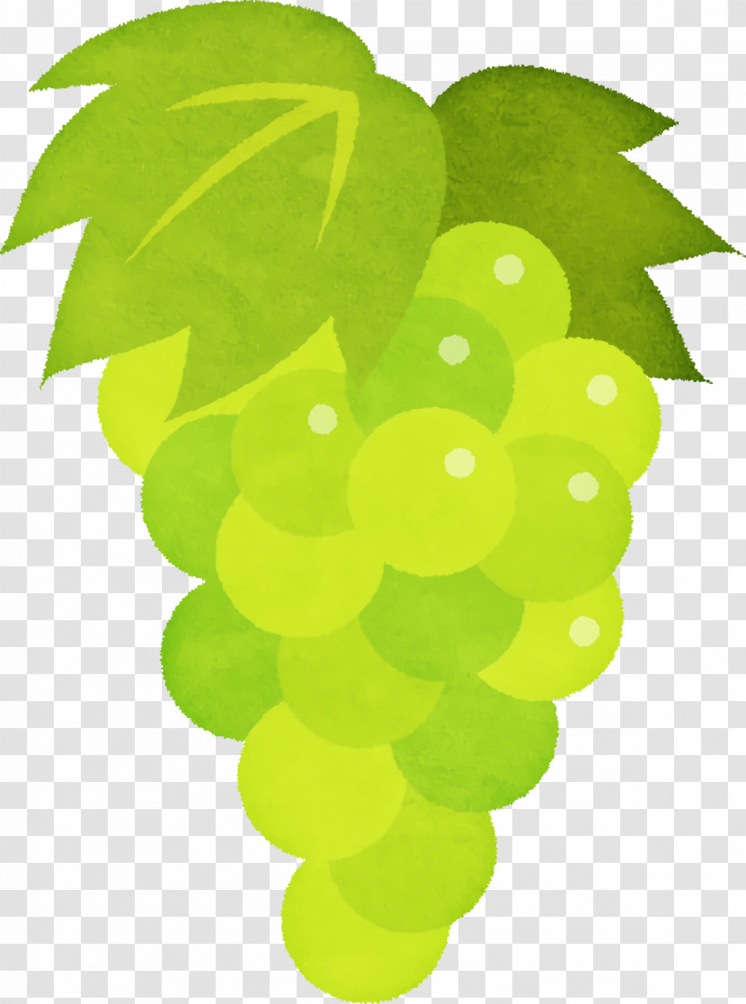 Grape Seedless Fruit Leaf Green Fruit Transparent PNG