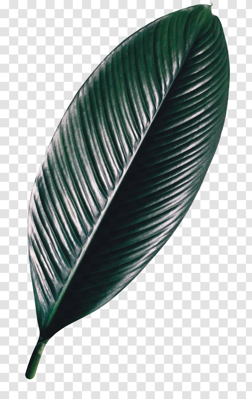 Leaf - Feather Transparent PNG