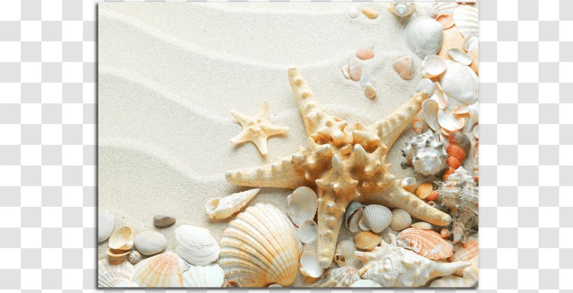 Seashell Starfish Beach Desktop Wallpaper - Wind Wave Transparent PNG