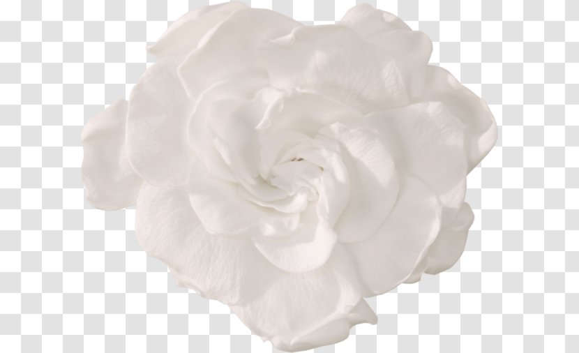 Garden Roses Gardenia Thunbergia Cape Jasmine Cornuta Flower Transparent PNG