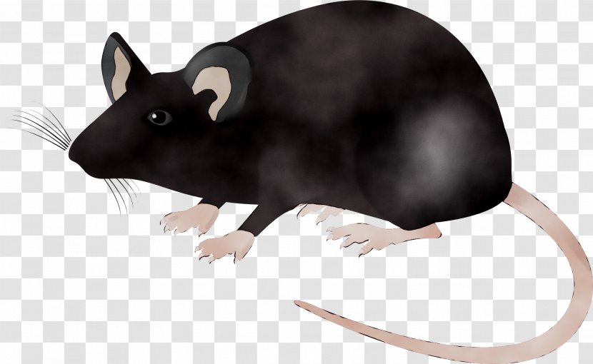 Laboratory Rat Science Gerbil - Adipocyte - Dormouse Transparent PNG
