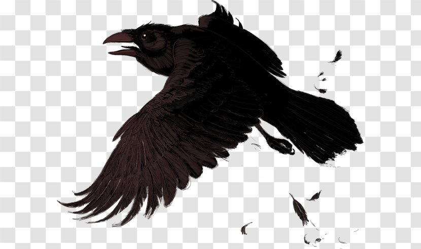 Common Raven American Crow Clip Art - Wing - Beak Transparent PNG