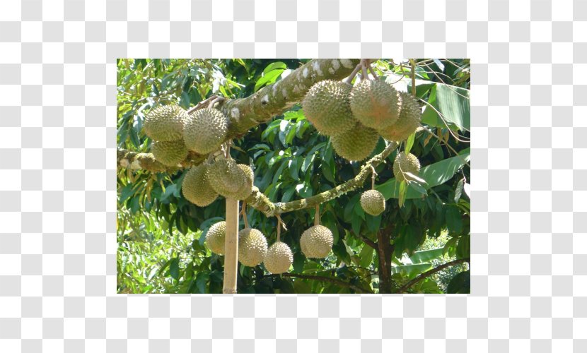 Durio Zibethinus Benih Tree Crop Fruit Transparent PNG