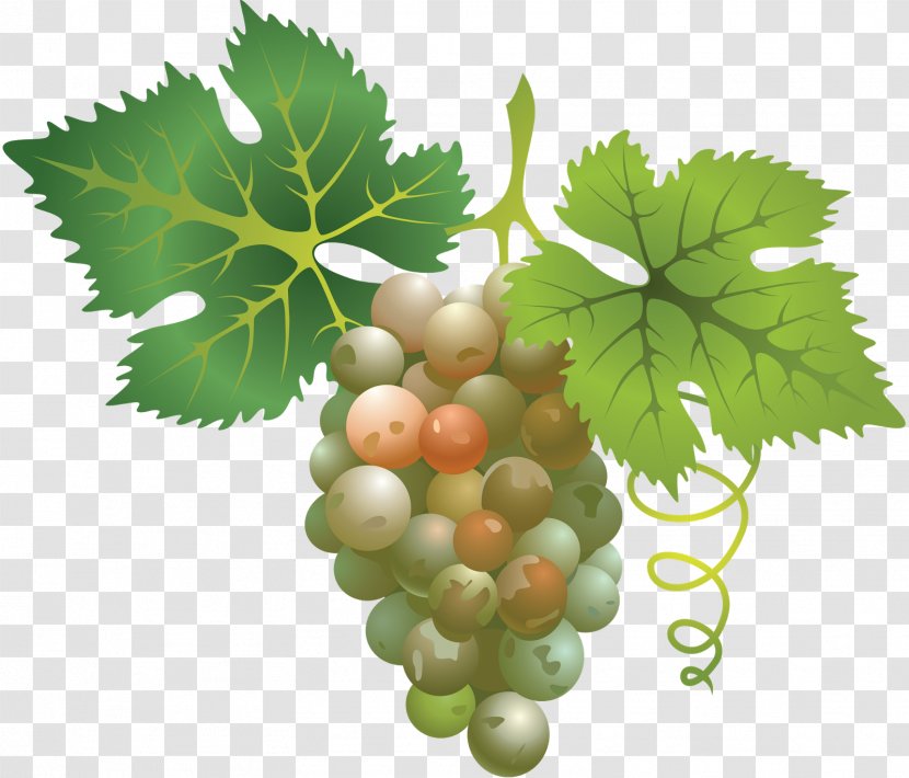 Sauvignon Blanc Wine Cabernet Grape Chenin - Seed Oil - Michael Fassbender Transparent PNG