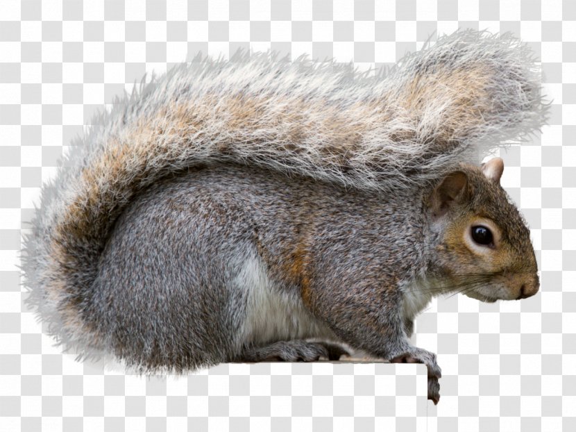 Eastern Gray Squirrel Wolf Rodent Fox - California Ground Transparent PNG