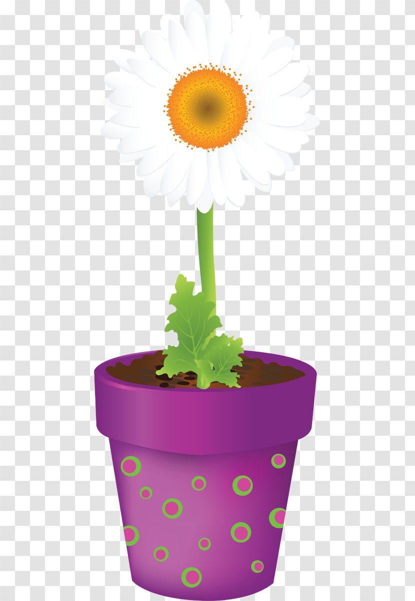 Flowering Plant Daisy Family Yellow - Flower Transparent PNG