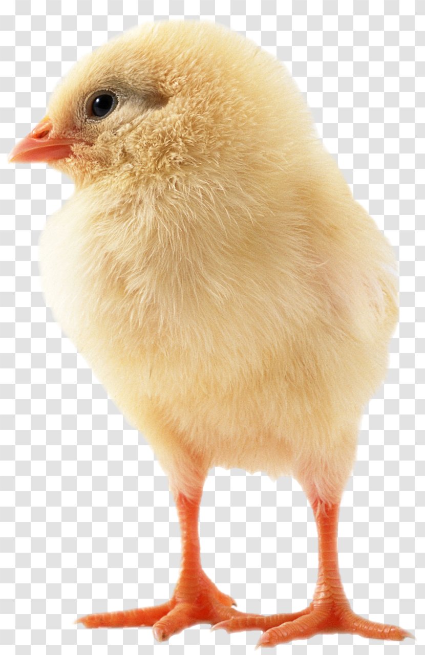 Sebright Chicken Japanese Bantam Bird Poultry Transparent PNG