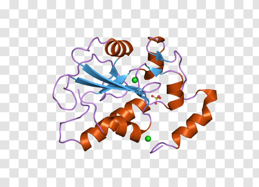 CDC25B Phosphatase Enzyme Gene - Art Museum - Mitosis Transparent PNG