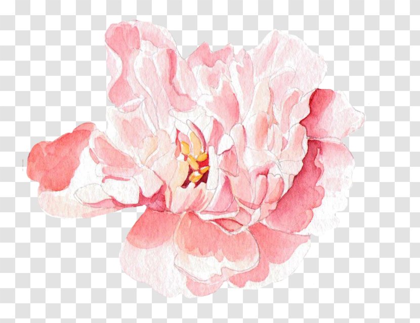 Moutan Peony Floral Design Watercolor Painting - Floristry - Pink Rose Transparent PNG