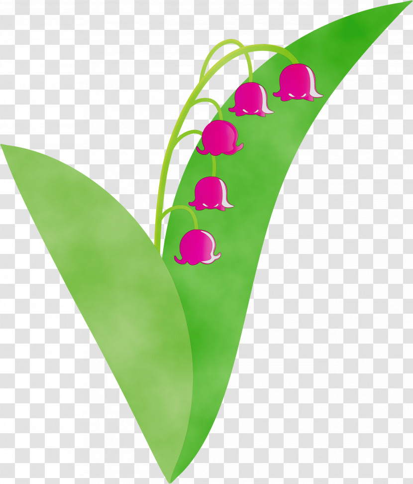 Leaf Green Plant Flower Anthurium Transparent PNG