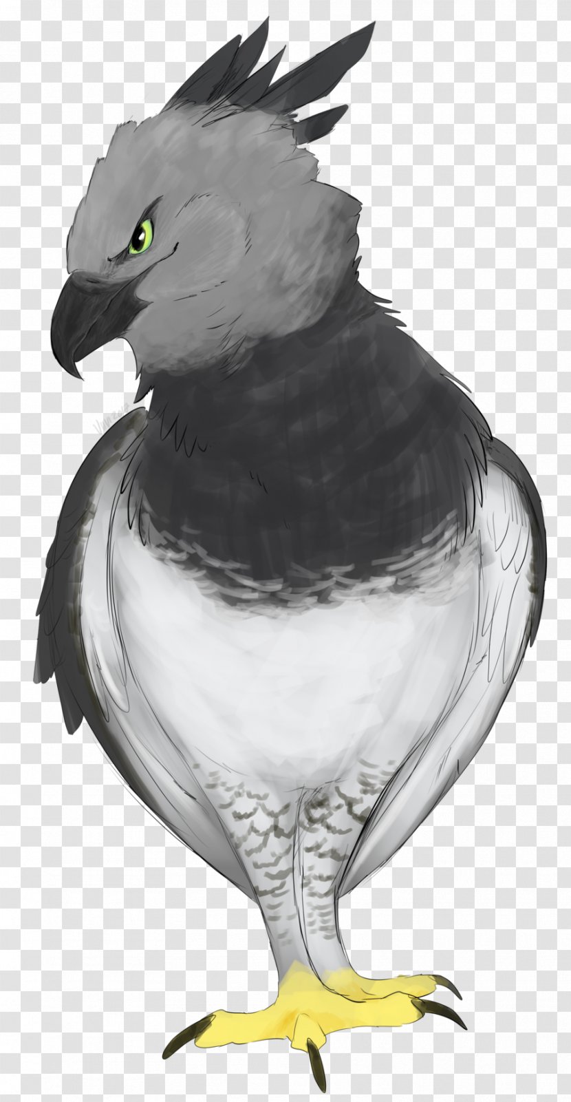 Eagle Chicken Hawk Vulture - Black And White Transparent PNG