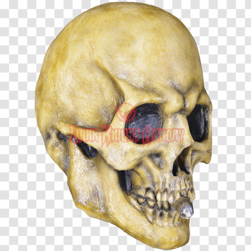 Skull Jaw - Bone Transparent PNG