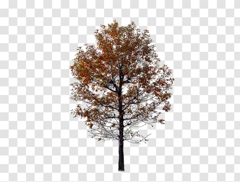 Twig Autumn Tree Red Transparent PNG