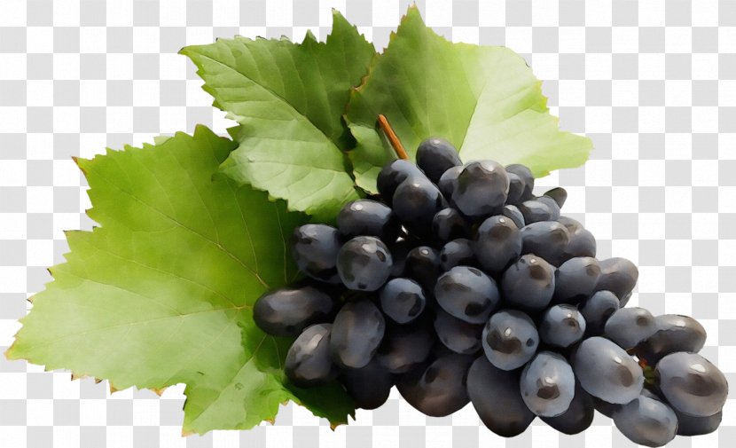 Grape Leaves Grapevine Family Fruit Plant - Seedless - Blueberry Superfood Transparent PNG