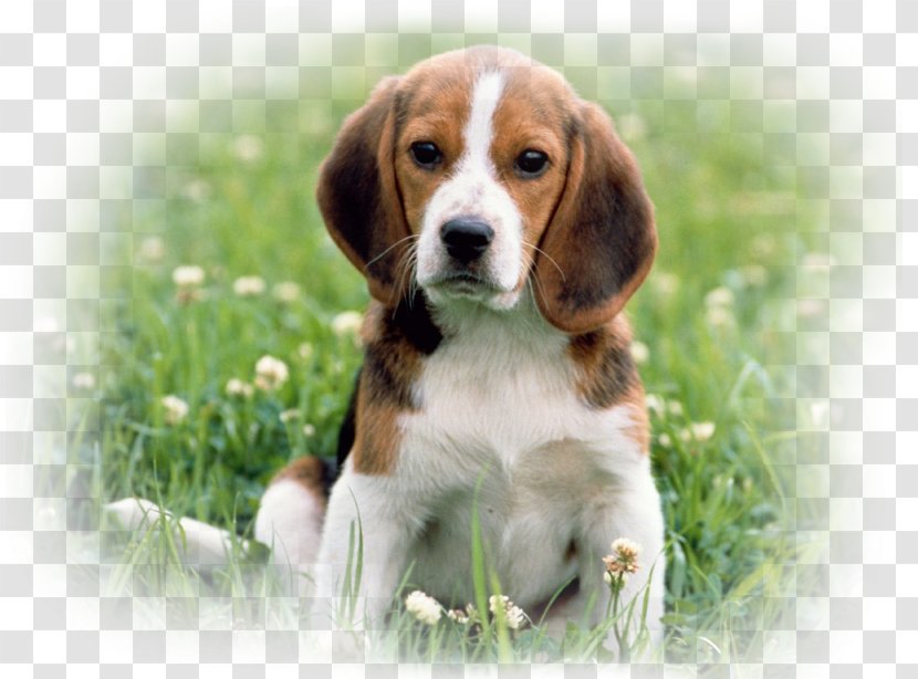 Beagle Puppy Harrier Golden Retriever Mobile Phones - Dog Breed Group Transparent PNG