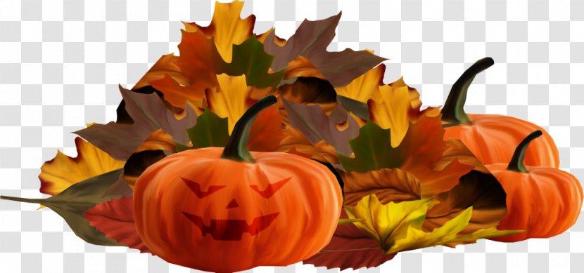 Leaf Osenniy - Flower - Pumpkin Harvest Transparent PNG