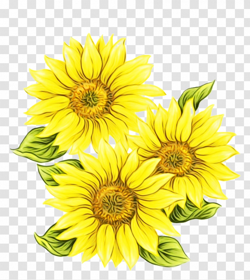 Sunflower Transparent PNG