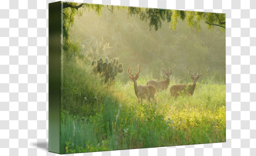 Wildlife Ecosystem Deer Fauna Grassland Transparent PNG