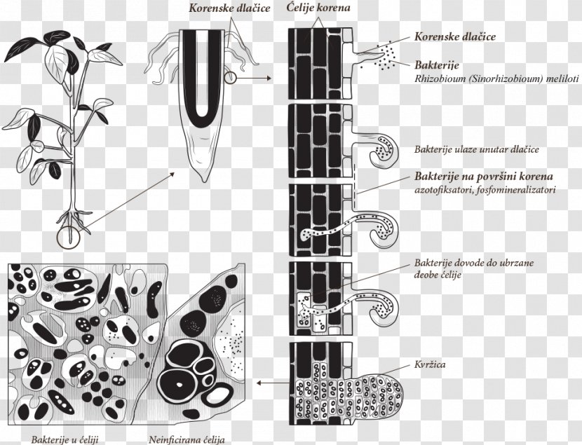 Nitrogen Fixation Rhizobia Bacteria Diazotroph Symbiosis - Bradyrhizobium - Pea Transparent PNG