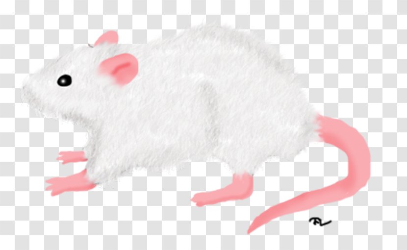 Gerbil Rat Mouse Rodent Hamster - Mammal Transparent PNG