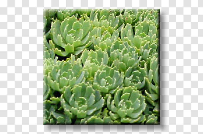 Sedum Spurium Houseleek Cactaceae Spanish Stonecrop Succulent Plant - Orange - PARADİSE Transparent PNG