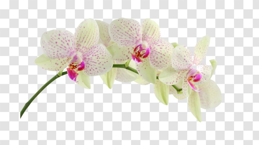 Desktop Wallpaper Flower Stock Photography - Green Transparent PNG