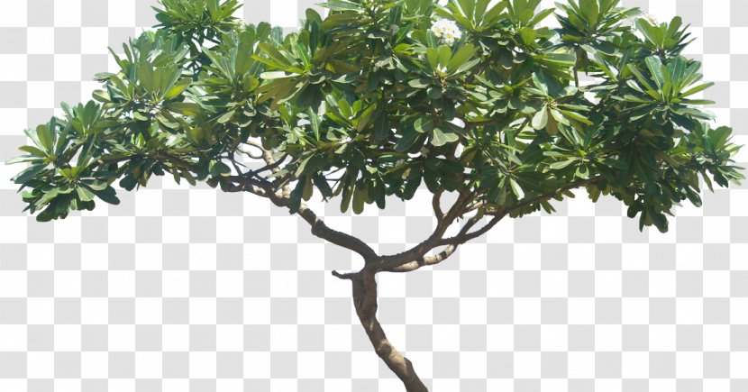 Plumeria Alba Tree Plant Shrub - Pudica Transparent PNG