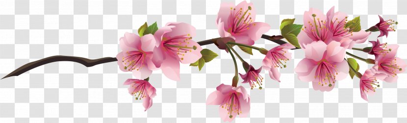 Cherry Blossom Branch Clip Art - Alstroemeriaceae - Chinese Flower Transparent PNG
