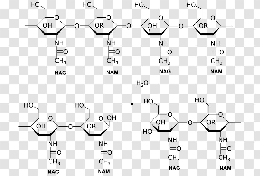 Lysozyme Enzyme Catalysis Chemical Reaction Glycoside Hydrolase - Amylase - Mecanism Transparent PNG