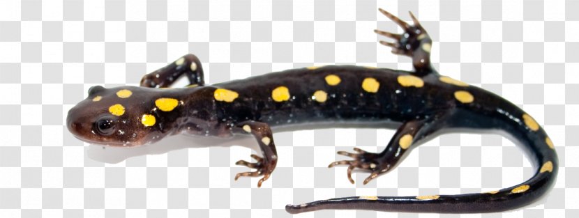 Blue-spotted Salamander Newt Marbled - Frosted Flatwoods - Image Transparent PNG