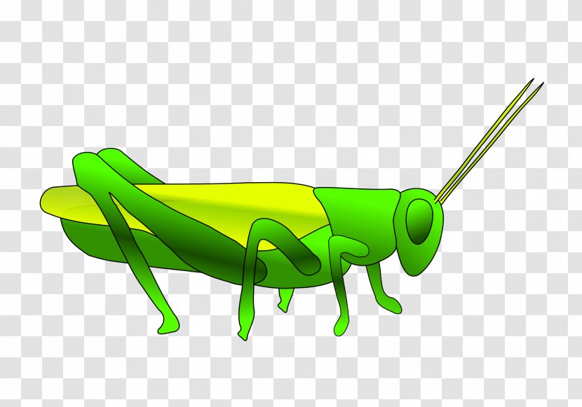 Grasshopper Clip Art - Cricket Like Insect Transparent PNG