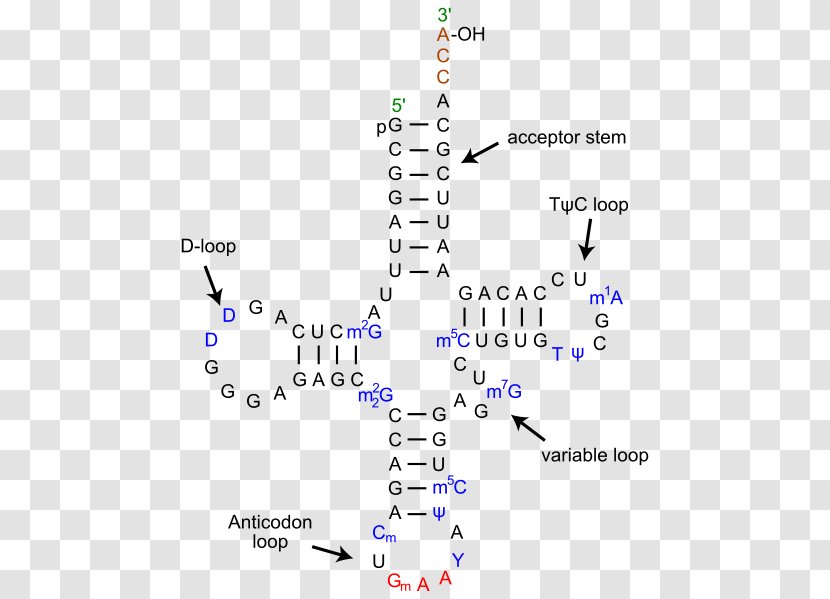 Transfer RNA Leucine—tRNA Ligase DNA Codon Messenger - Silhouette - Dna Structure Transparent PNG