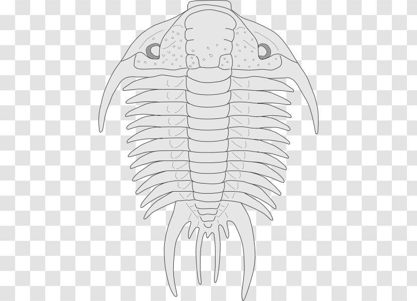 Fossil Trilobite Clip Art - Frame - Cliparts Transparent PNG