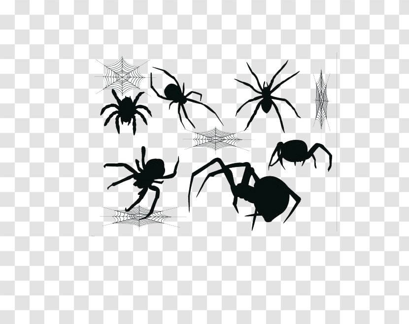 Widow Spiders Spider Web - Monochrome - Black Transparent PNG