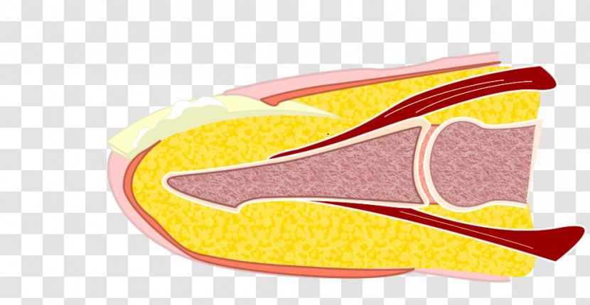 Shoe Onychomycosis - Nail - Design Transparent PNG