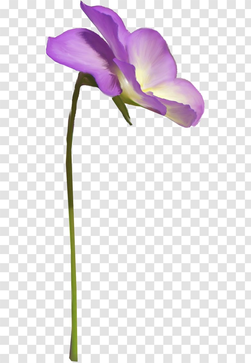 Moth Orchids Cut Flowers Plant Stem Herbaceous - Magenta Transparent PNG
