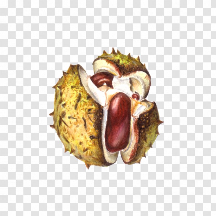 European Horse-chestnut Drawing Conkers - Ingredient Transparent PNG
