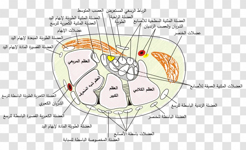 Carpal Tunnel Syndrome Median Nerve Bones Flexor Retinaculum Of The Hand - Silhouette Transparent PNG