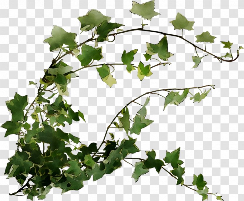 Grape Plane Trees Plant Stem Leaf Twig - Ivy - Flowering Transparent PNG