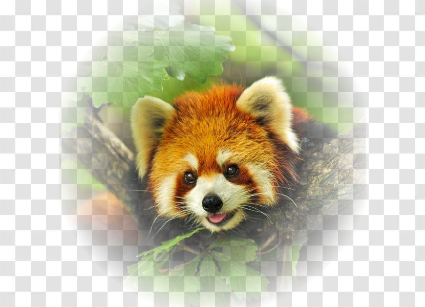 Red Panda Giant Sipahijola Wildlife Sanctuary Animal - Zoo Transparent PNG