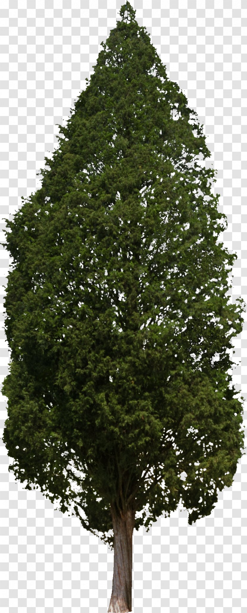 Tree Woody Plant Conifers Hinoki Cypress - Bushes Transparent PNG