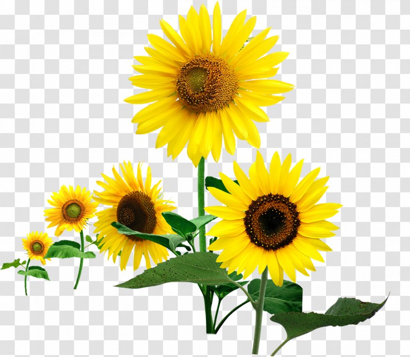 Romance Love Poster - Daisy Family - Size Of The Sunflower In Full Bloom Transparent PNG