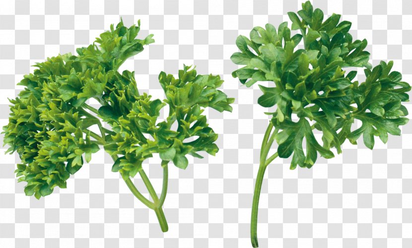 Pizza Herb Parsley Coriander - Spice Transparent PNG