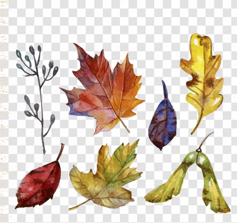 Leaf - Maple - Colored Autumn Leaves Transparent PNG