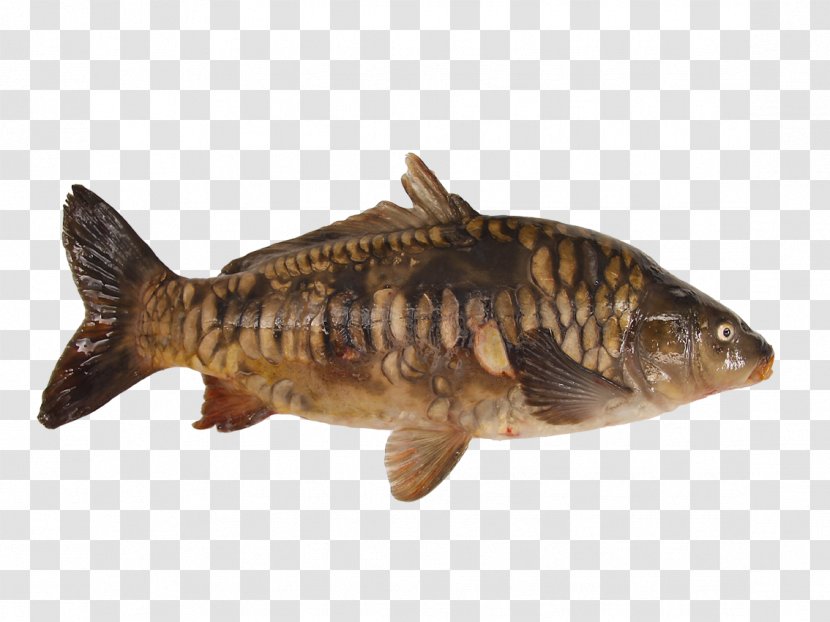 Oily Fish Common Carp Pond Products - Bony - Cyprinus Carpio Transparent PNG