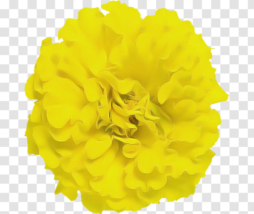 Yellow Flower Petal Tagetes Plant Transparent PNG