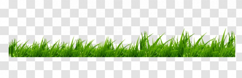 Icon - Grasses - Grass Transparent PNG